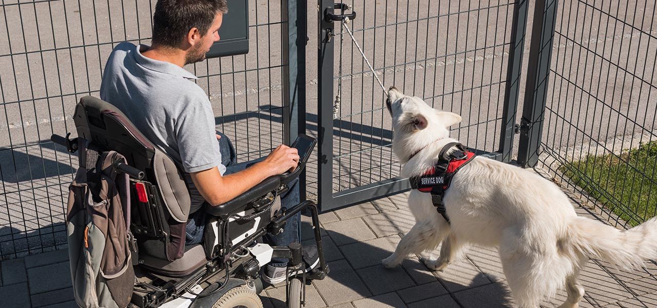 Man in a wheelchair leaving his house yard with the help of a service dog opening and closing the door. Mobility assistance concept.
